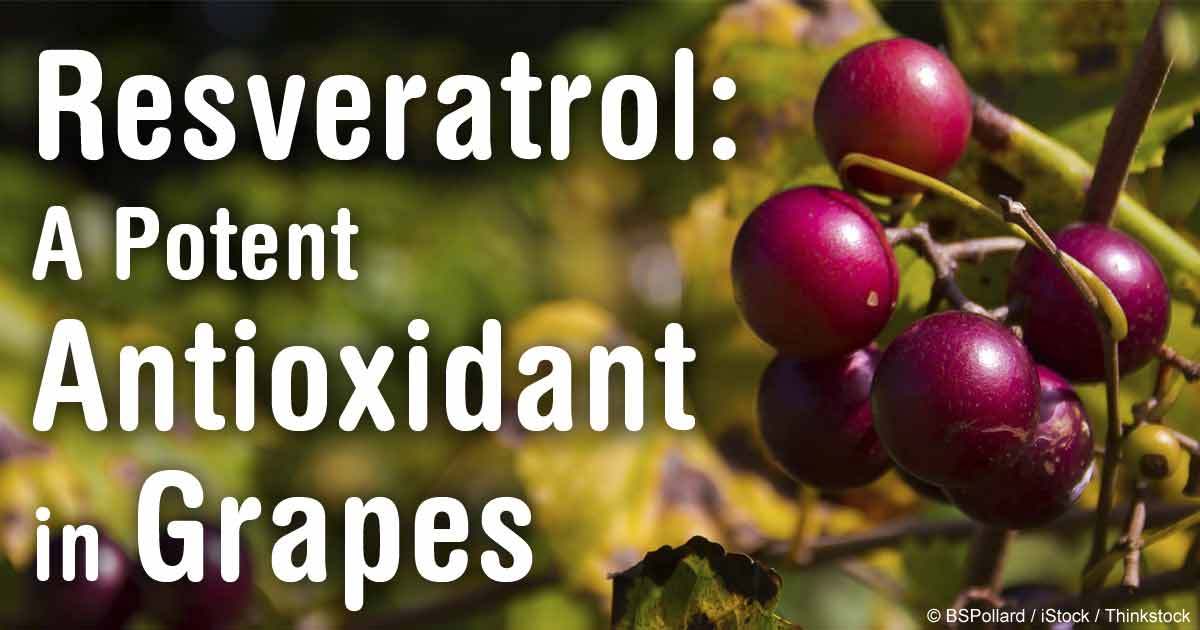 Metabolism and energy – GRAPE SEED EXTRACT – RESVERATROL COMBO – resveratrol