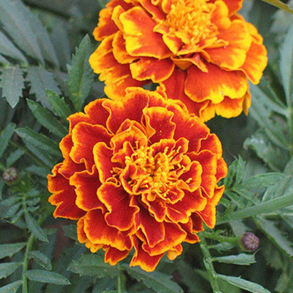 marigold extract – Zeaxanthin Eye Health – marigold supplement 2 Bottles