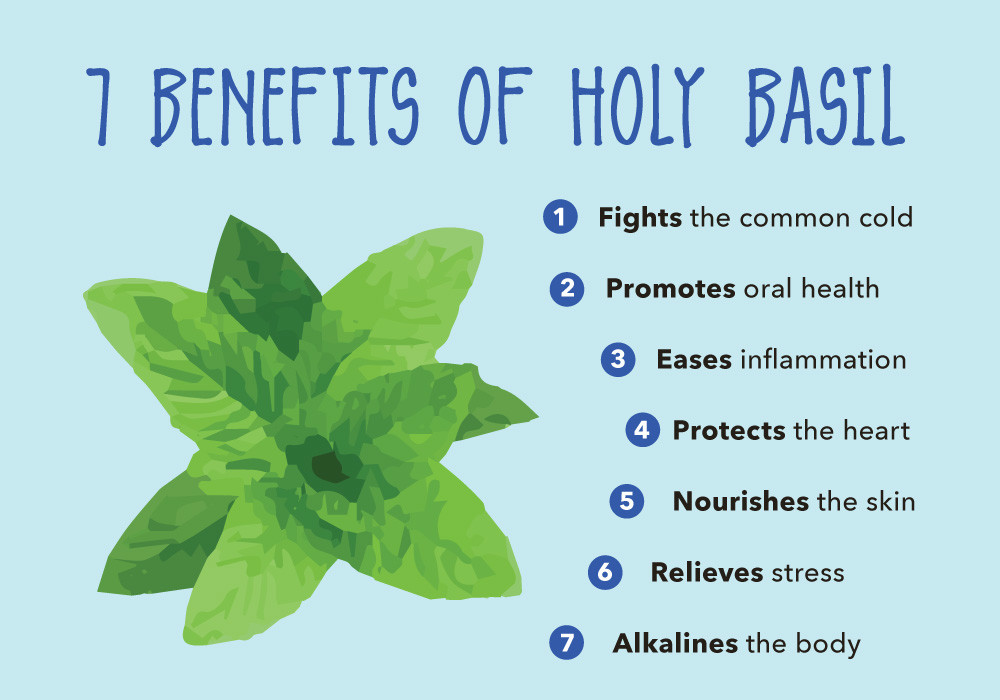 blood pressure control – Holy Basil Extract 750mg 3B – stress relief