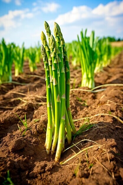 Clean antioxidant booster – ASPARAGUS YOUNG SHOOTS – Whole food wellness 3Bot