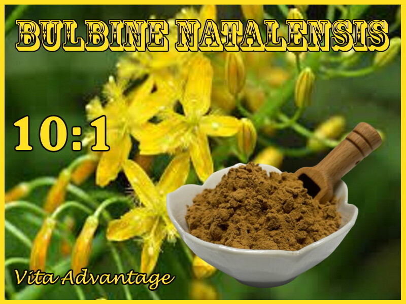 100% Pure Bulbine Natalensis 10:1 Bodybuilding – Muscle Gain 1LB