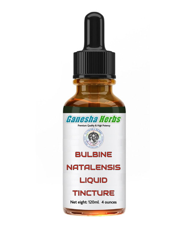 BULBINE NATALENSIS LIQUID EXTRACT TINCTURE 4 oz. 120ml. BODYBUILDING