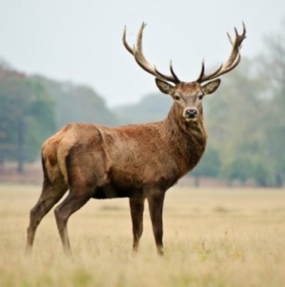 4 x Deer Antler Spray Velvet Horn Extract