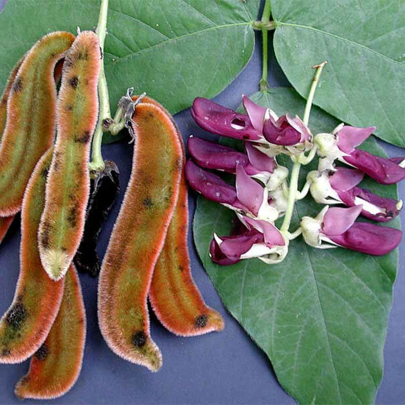 men s enhancement pill – MUCUNA PRURIENS BEAN EXTRACT – body stress relief 1BOTT