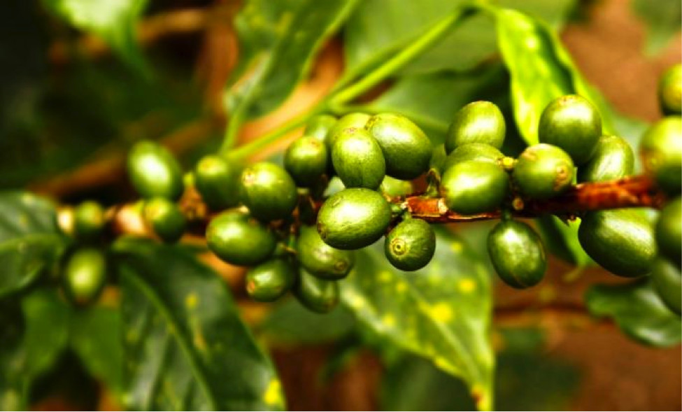 Fat loss diet program – GREEN COFFEE CLEANSE 400MG 2B – green coffee lose Weight