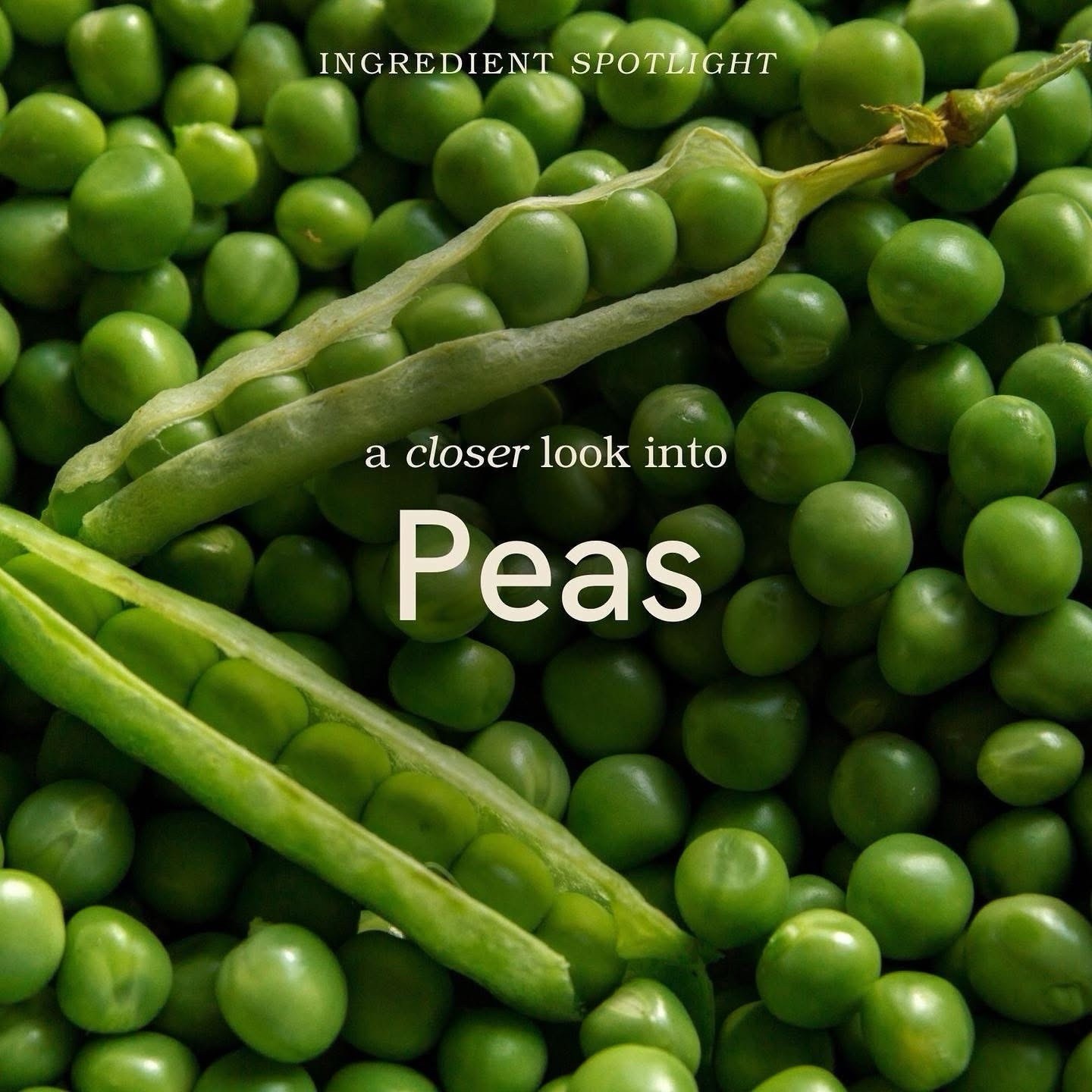 AIM Pro Peas Protein Powder Vanilla Flavor Muscle Builder