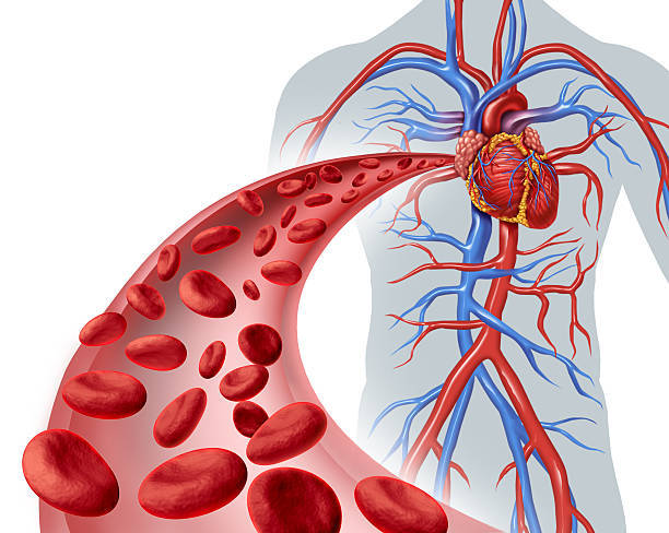 Nitric oxide – NITRIC OXIDE 2400 Mg – 1B – increases blood flow