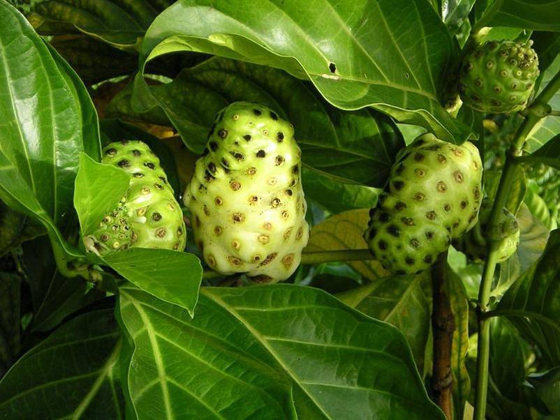 Anti-aging oil – ANTI WRINKLE – NONI COMBO 2b – fruit juice – energy booster