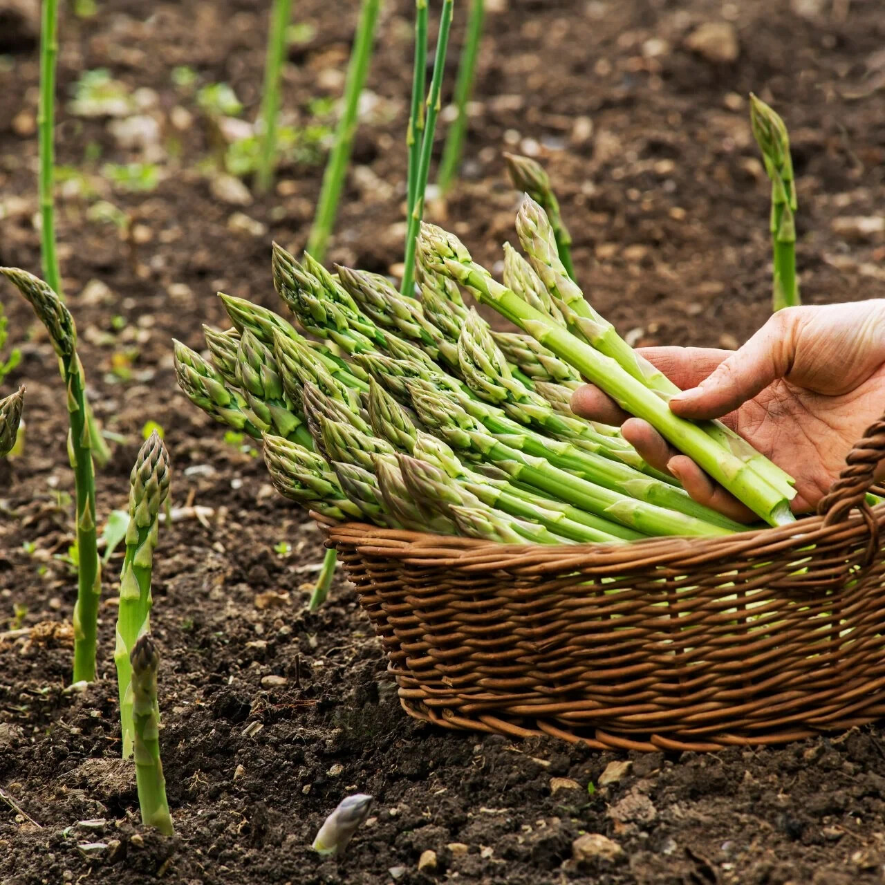Clean antioxidant booster – ASPARAGUS YOUNG SHOOTS – Whole food wellness 3Bot