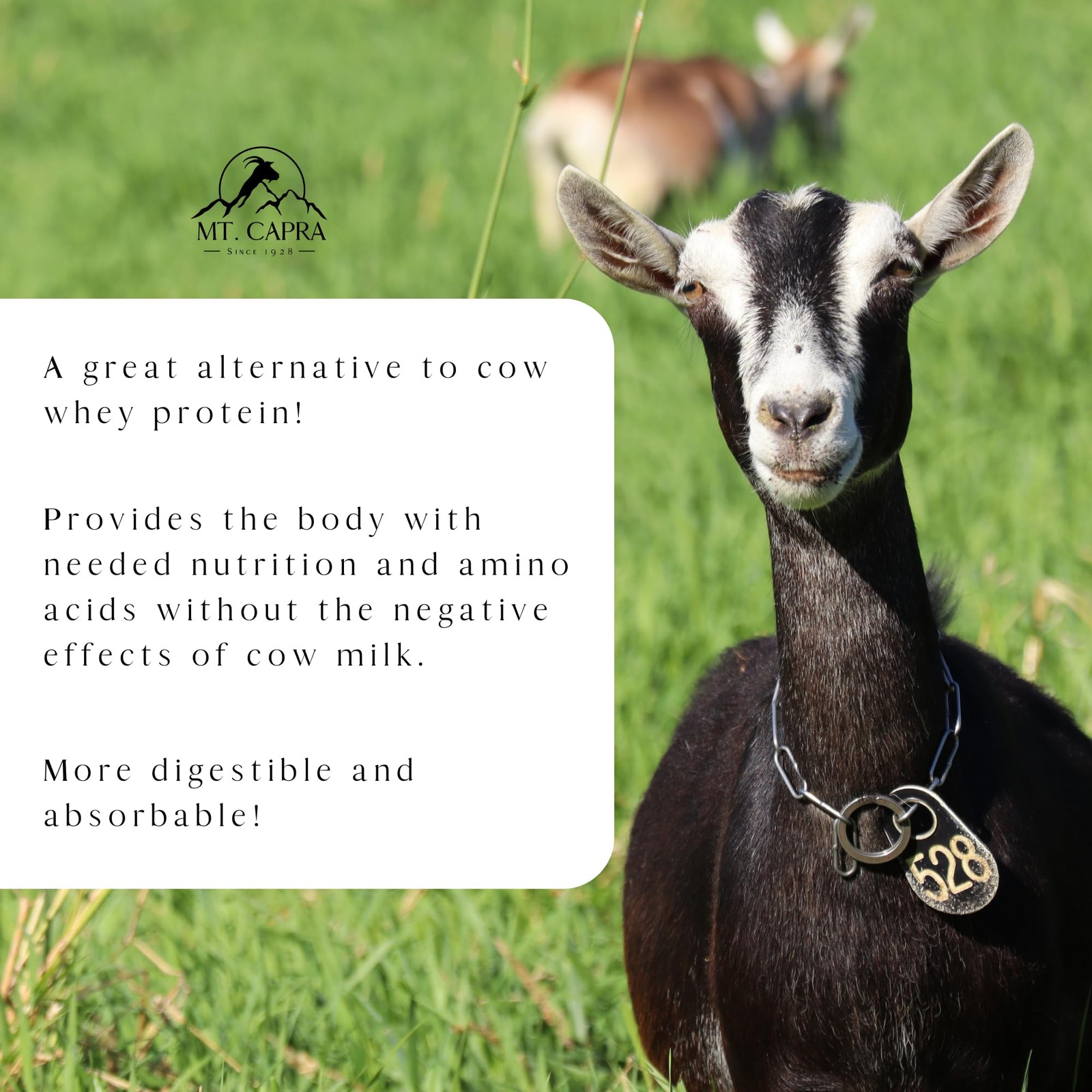 Clean Whey Protein | Grass-Fed Undenatured Goat Whey Protein Powder | 24 g Pr…