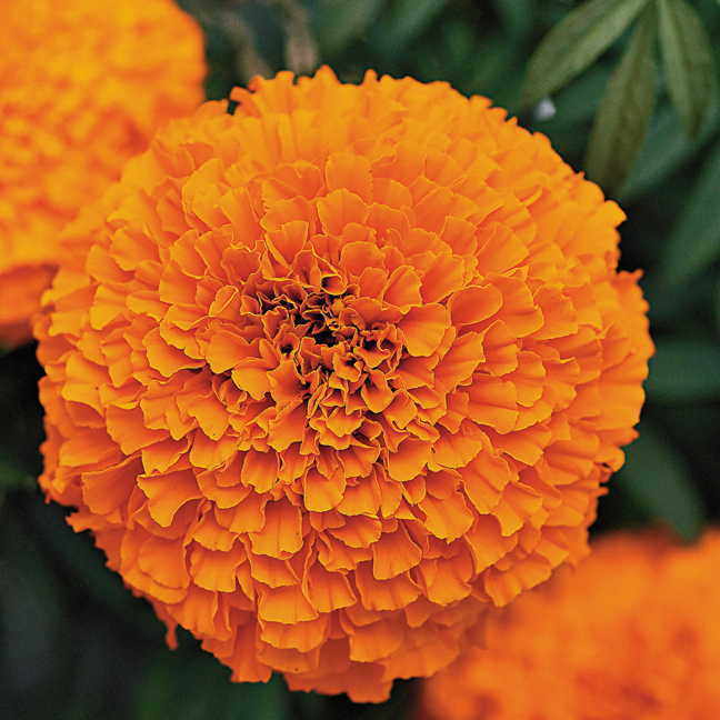 marigold extract – Zeaxanthin Eye Health – marigold supplement 2 Bottles