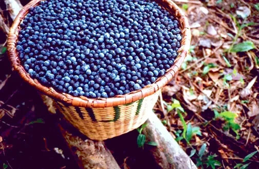 ACAI BERRY EXTRACT – Complete Radiant Skin Support – 2B 120 Caps