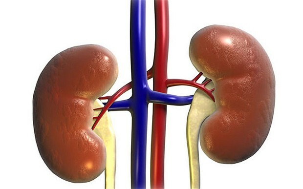natural kidney support – KIDNEY SUPPORT 700MG – natural diuretic formula 2B