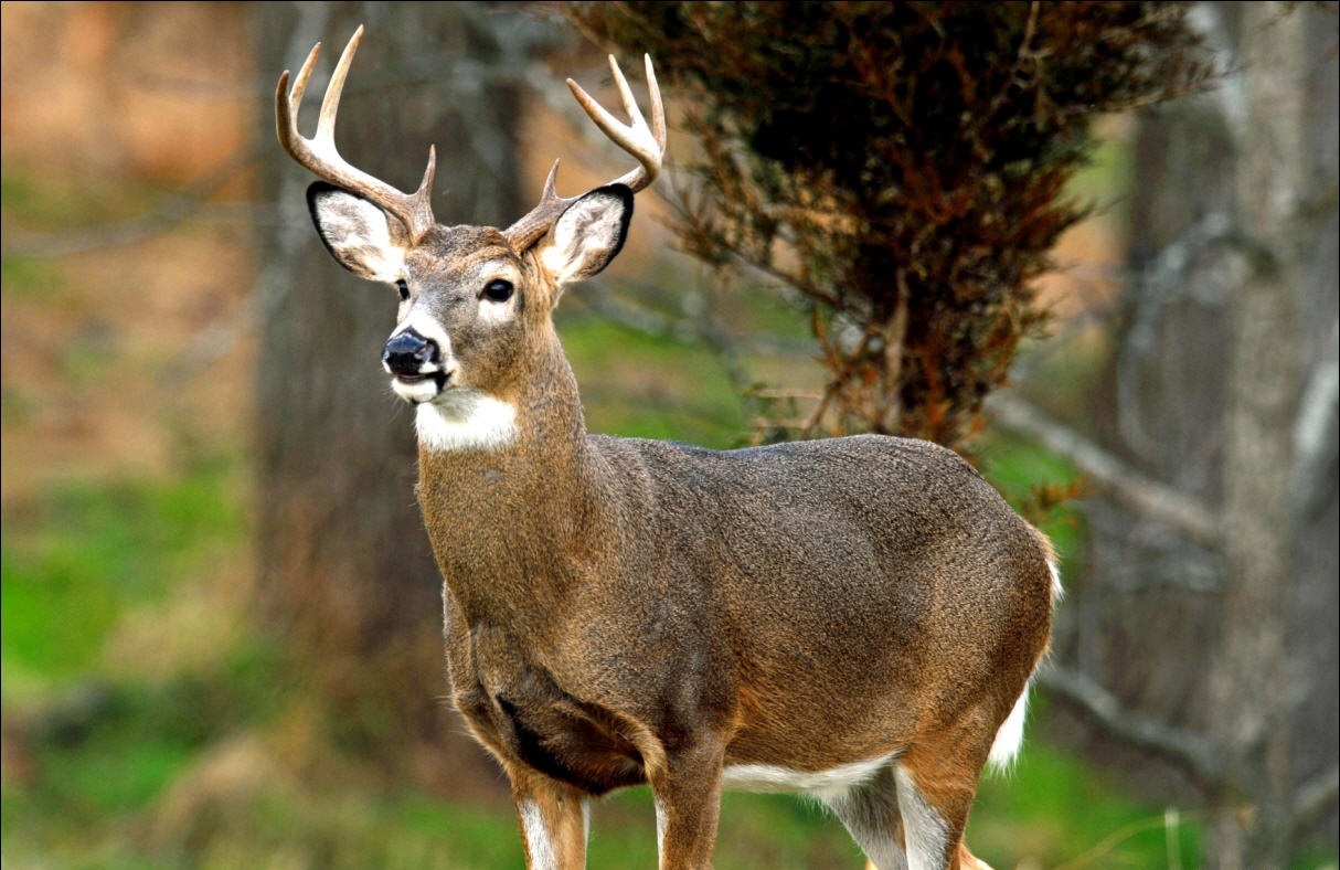 Deer Antler Spray Velvet Extract 10 Bottles