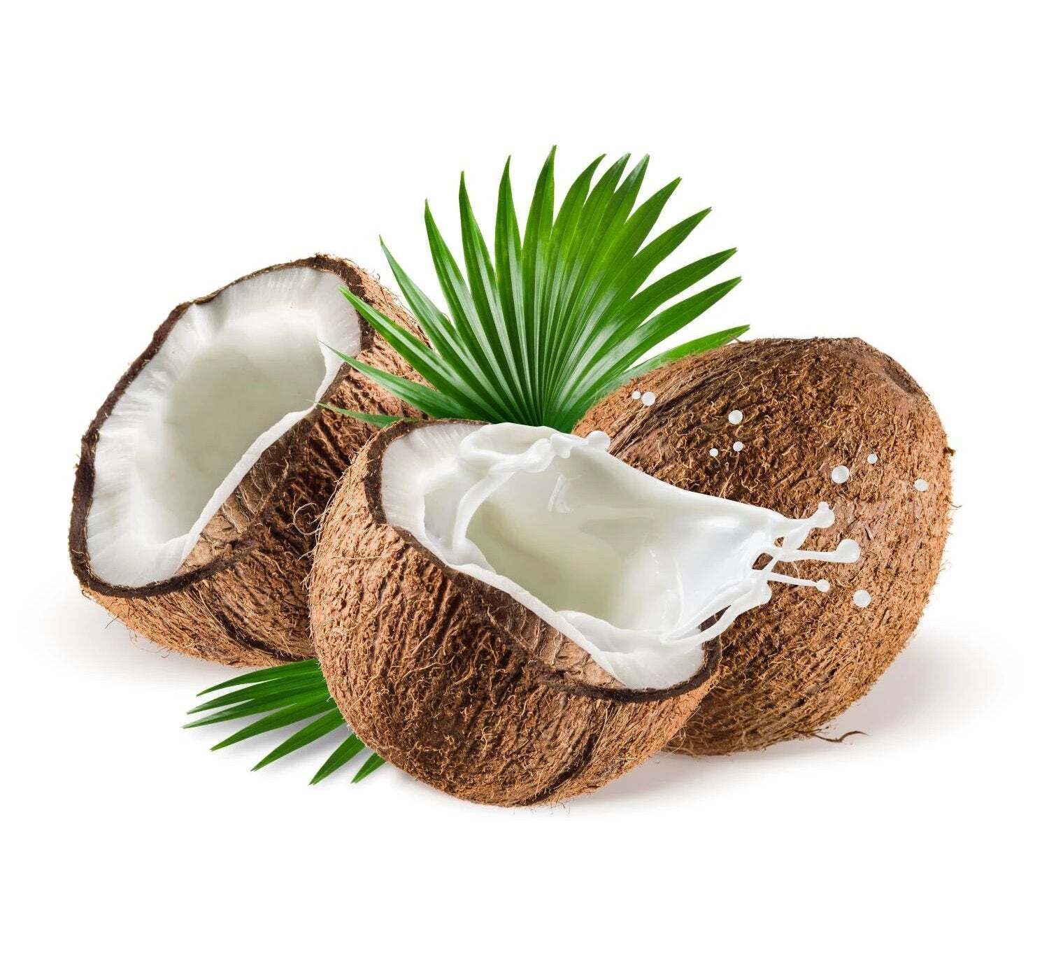 Creamy Coconut Milk Powder – Organic