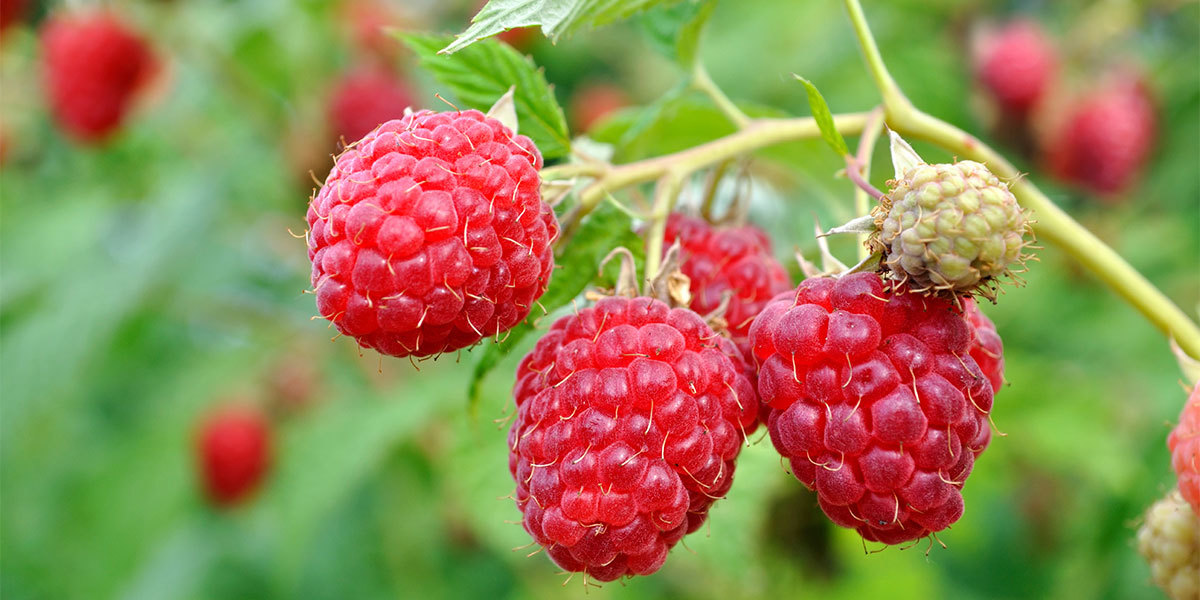 Antioxidant multivitamin – RASPBERRY KETONES – ACAI BERRY COMBO -raspberry keton