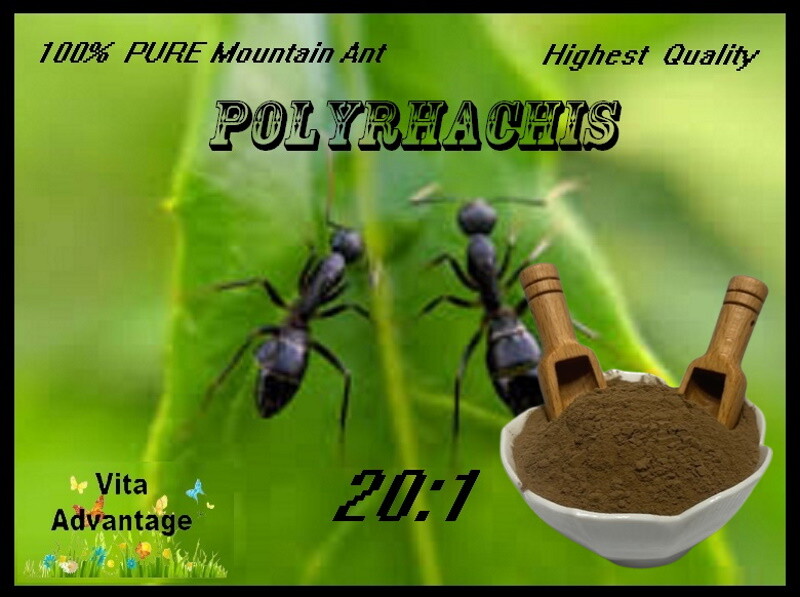100% PURE & WILD Mountain Ant Vic. Roger Polyrhachis 20:1 Extract powder 50g.